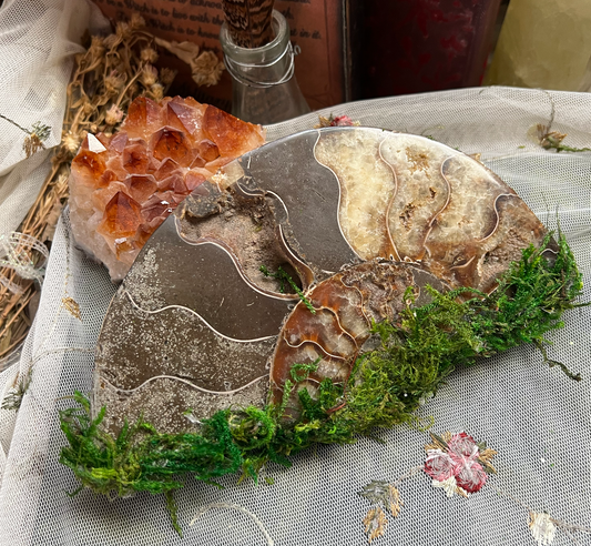 Mossy Ammonite Crystal